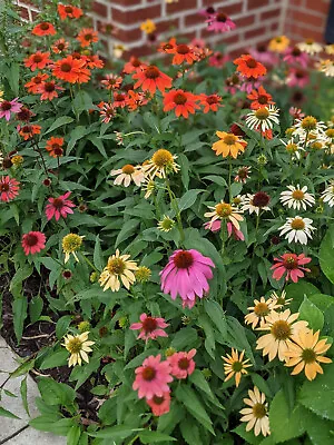 Mixed Echinacea Coneflower Seeds - Read Description For Details • $3