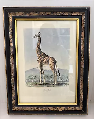 Frederic Cuvier - Giraffe Femelle • $39.99