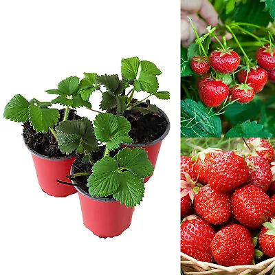 Strawberry Mixed Fruit Plants - Hardy Garden Bushes In 9cm Pots - Grow Your Own • £21.99