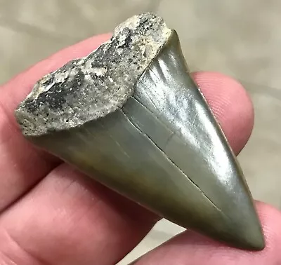 WONDERFUL -S.W. FLORIDA LAND FIND- 1.96” X 1.32” Mako Shark Tooth Fossil • $19