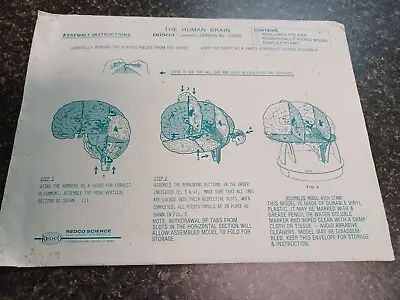 Vintage Human Brain Model Anatomical Anatomy Redco Science Ramco • $39.99