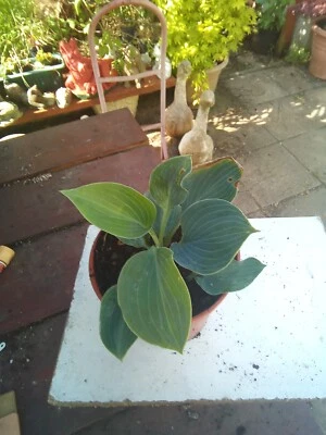 £4.20 • Buy Hosta Moody Blues