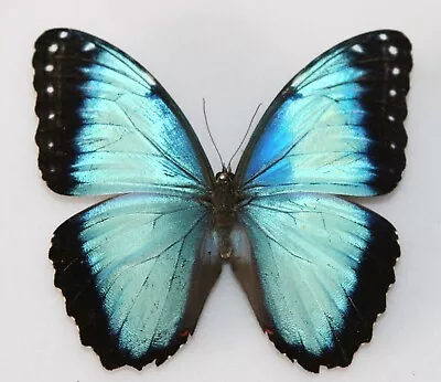 Butterfly X1 Male Morpho Helenor Insularis (Trinidad)  Endemic • $15.79