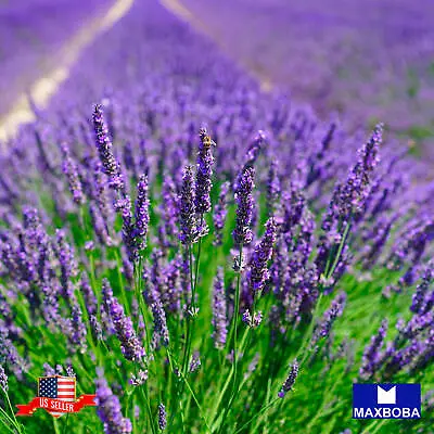 Premium Fresh 200 Seeds  Munstead Lavender Non-GMO Heirloom Herb Garden • $4.99