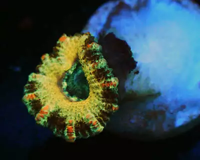 CS GOLD ACAN - WYSIWYG - LIVE CORAL - Frag - SPS LPS ZOAS • $20