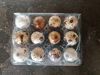 20 Plastic Quail Egg Boxes (Made From Recycled Materials) • £11.65