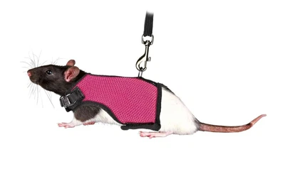 £7.09 • Buy Trixie 61511 Harness For Small Animals For Rats Nylon 9 - 12 Cm / 12 - 18 Cm ...