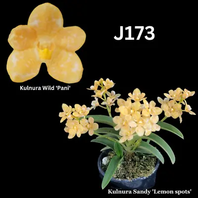 Sarcochilus Orchid Seedling. J173 (Kulnura Wild 'Pani' X Kulnura Sandy 'Lemon Sp • $13.50