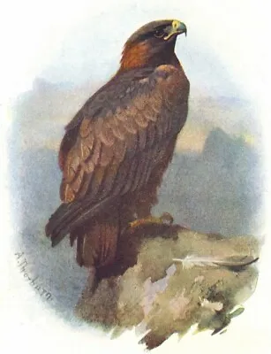 £12.99 • Buy BIRDS. Golden Eagle  1901 Antique Vintage Print Picture