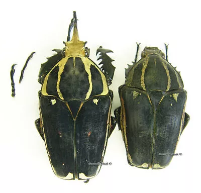 Unmounted Beetle/Cetoniidae - Mecynorrhina Torquata Ugandensis BLUE PAIR 11 • $42.40