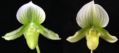 Paphiopedilum Hsinying Gavokum X Doya Green Prince  Orchid Flask Slipper • $100