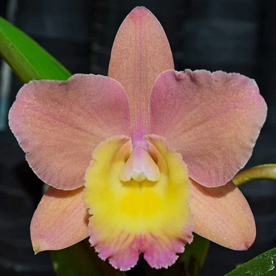 $11.50 • Buy Orchid -Cattleya Sc. Lana Coryell 'David' X Slc. Dream Catcher '4N'
