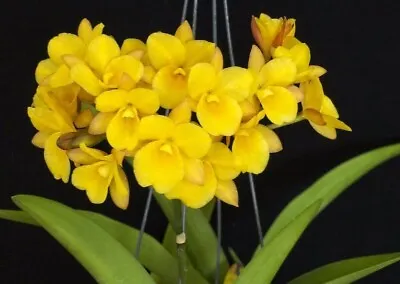 Ctna. Why Not (Yellow) Orchid Plant • $14.50