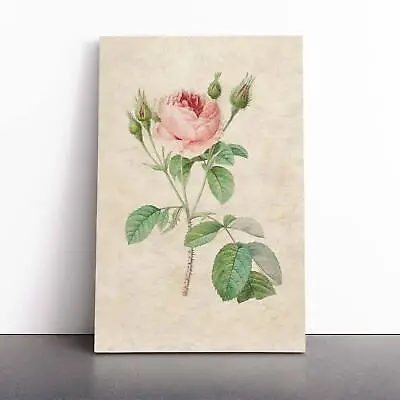 £22.95 • Buy A Pink Rose Flowers Vintage Pierre-Joseph Redoute Canvas Wall Art Print Picture