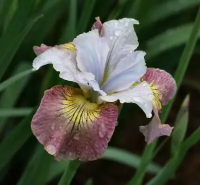 £4.99 • Buy  Siberian Iris - Hardy Perennial - Sugar Rush 1 X Bareroot