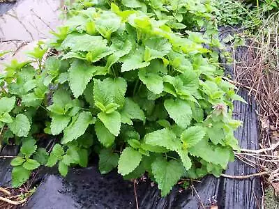 Lemon Balm  Mint Live Plants Set Of 6 Starter  Plants Perennial • $9.99