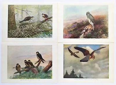 £2.50 • Buy HEN HARRIER, SPARROWHAWK, KESTREL, HOBBY - 4 Large 1930s Antique Bird Prints