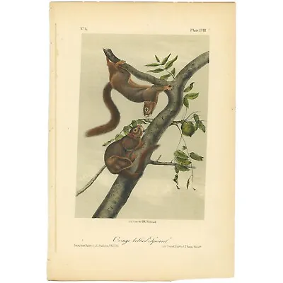 Audubon Quadrupeds Octavo Bowen 1849 H/c Litho Pl 58 Orange-bellied Squirrel • $41.60