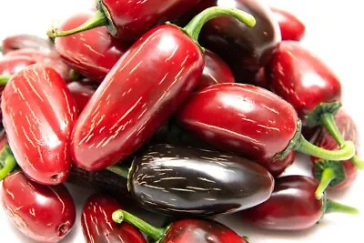 Jalapeno Telica 5 Chilli Seeds By CHILLIESontheWEB • £1.99