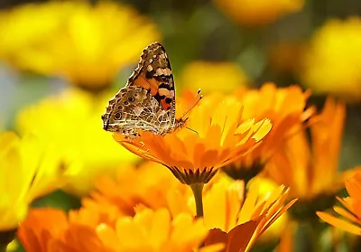 Calendula Orange King Seeds - Ideal For Smaller Gardens/Containers Pot Marigold • £1.55