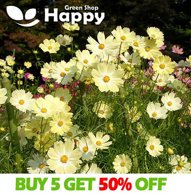 COSMOS SUNSET YELLOW - 50 Seeds - Cosmos Bipinnatus - Meadow Annual Flower • £1.99