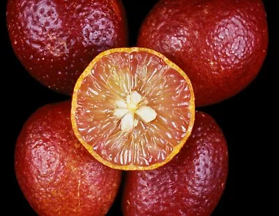 5 SUPER RARE Australian Red Lime Zone Citrus Australasica Hybrid Organic Seeds • $15.95