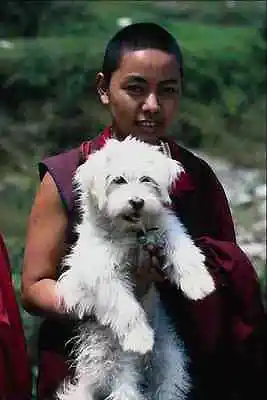 685092 Female Monk Rumtex Dharma Chakra Monastery Northern India A4 Photo Print • £8.99