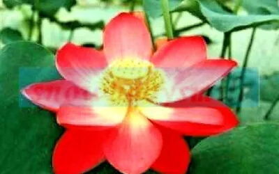 5 YIMENG RED LOTUS SEEDS  - Nelumbo Nucifera • £5.63