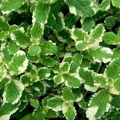 Pineapple Mint Aromatic Herb Plant Bees Butterflies Ground Cover 9cm Pot • £5.64