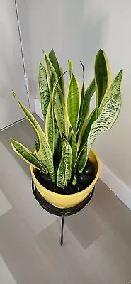 3 SnakePlants One Of Each Size 8 12'17   Mother-In-Law's Tongue Sanseveria • $24