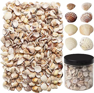 400 PCS Small Sea Shells For Decorating Tiny Sea Shells Natural Seashells For Ho • $17.56