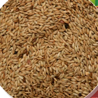 Canary Seed Sky Gold Plain Canary Seed Quality Seed 1kg • £5.95