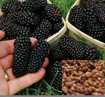 RARE JUMBO MULBERRY Fruit 20 SEEDS (no Plant )- Combined Shipping ( USA Seller) • $9.98