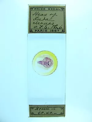 Antique Microscope Slide By A.C.Cole. Head Of A Foetal Mouse. V.T.S. Thro' Brain • $6.22