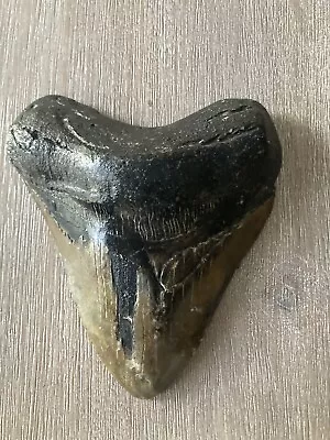 Huge Megalodon Fossil Shark Tooth 5 1/4  X 4 3/8  • $225