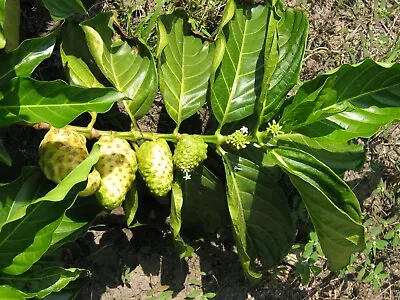 Morinda Citrifolia INDIA MULBERRY TREE Seeds! • $4.99