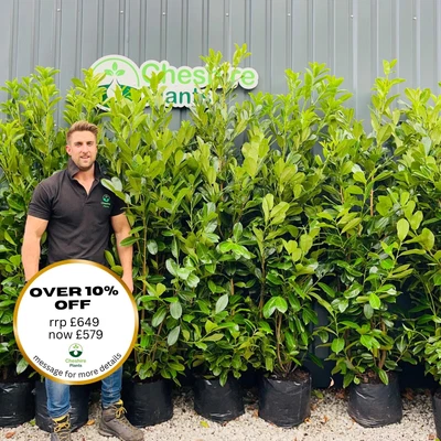 6-7ft Laurel Hedging X 10 For £649 FREE DELIVERY • £649