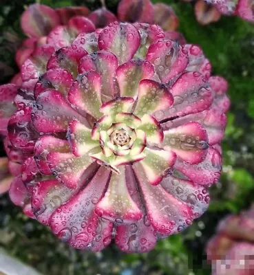 Aeonium Mardi Gras #cutting  10cm Diameter • $18