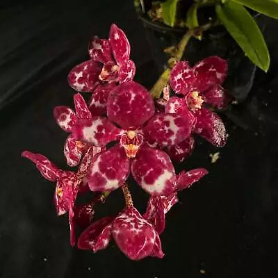 Flowering Select Sarcochilus SP23/117 • $45