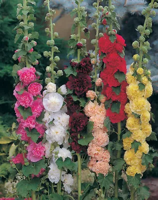 25 Hollyhock Chaters Double Seeds - Alcea Rosea - Mixed Colour - 25 Seeds • £2.99