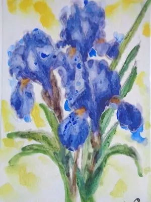 ACEO ATC  Sketch  -  BLUE IRIS FLOWERS  Art   *****  SALE!! • $9.99