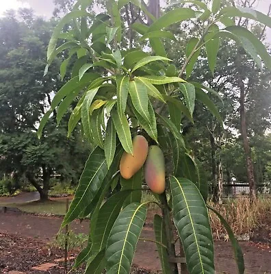 Grafted MANGO MAHACHANOK (MANGIFERA) LIVE FRUIT TREE 3’-4’ Feet • $89.99