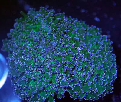 Live Wysiwyg Coral Colony Australian Ultra Metallic Bicolor Octospawn • $250