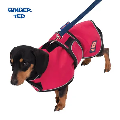Ginger Ted Dachshund Waterproof Harness Dog Coat - Warm Lining Raincoat Jacket • £33.99