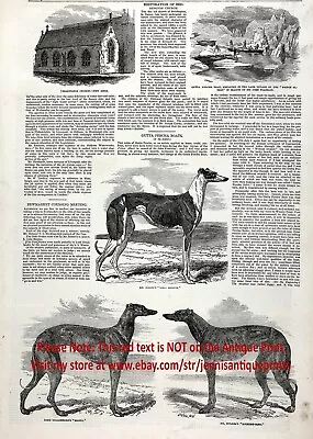 Dog Greyhound Coursing Champs Newmarket 1850s Antique Engraving Print & Article • £48.21