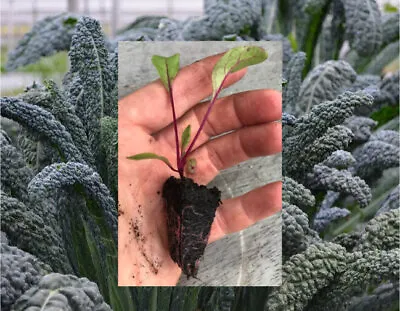 Multiple Variety Kale Plug Plants - Vegetable Mega Bundle Offer • £5.99