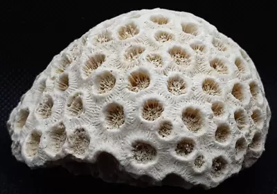 Brain Coral White Fossil 3  Wide X 2  Tall • $27.95