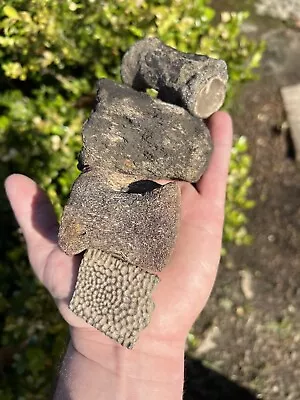 $125 • Buy Fossil Mosasaur Vertebrae And Turtle Scute Fossil