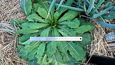 Lactuca Virosa – Wild Opioid Lettuce – 50 Seeds - Medicinal Herb And Pain Killer • $8