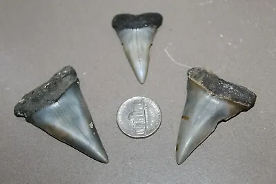 MAKO Fossil Giant Shark Teeth Natural Large LOT OF 3 BEAUTIFUL TEETH • $65